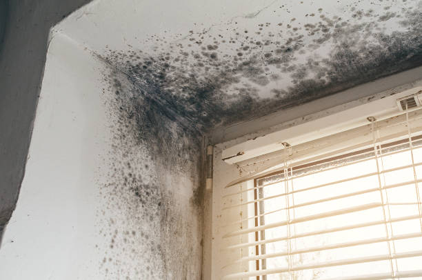 Affordable Black Mold Remediation solutions in Severna Park, MD