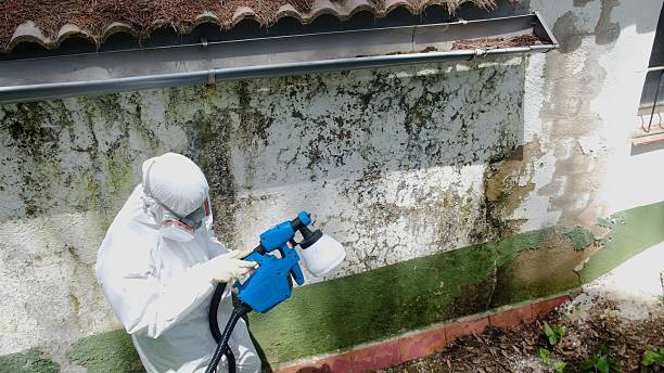 Top rated local Black Mold Remediation specialists in Severna Park, MD